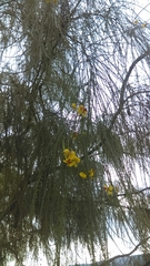 Parkinsonia aculeata