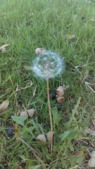 Taraxacum officinale