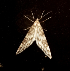 Parallage inconcinna