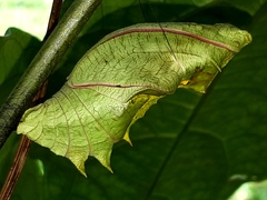 Troides helena cerberus