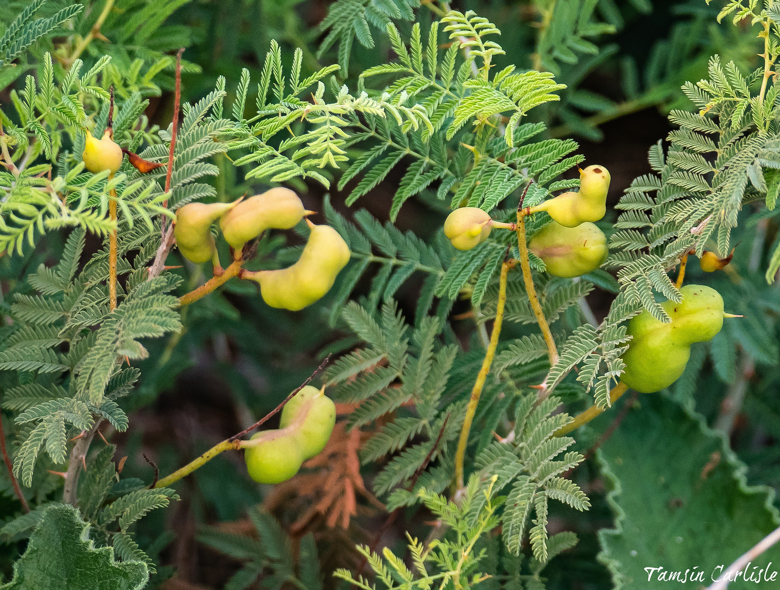 Prosopis farcta