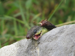 Mastigodryas dorsalis