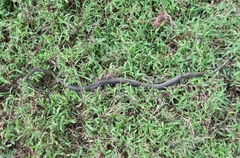 Mastigodryas dorsalis