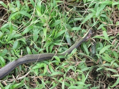 Mastigodryas dorsalis