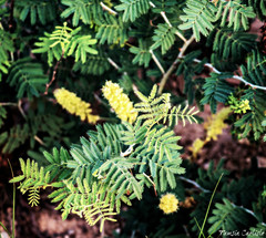 Prosopis farcta