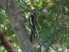 Sphyrapicus varius