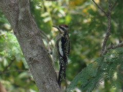 Sphyrapicus varius