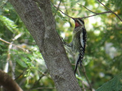 Sphyrapicus varius