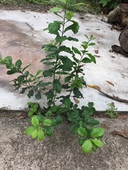 Ehretia anacua