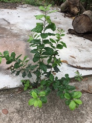 Ehretia anacua