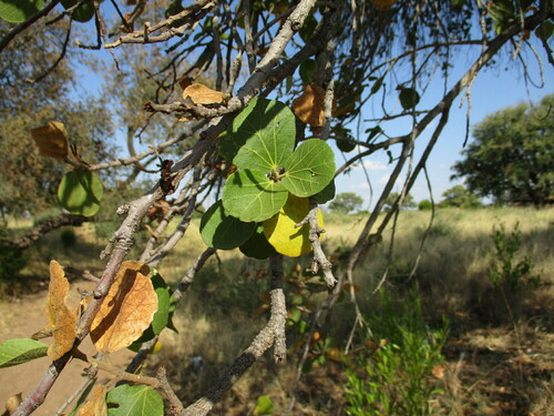 South African Wild Pear