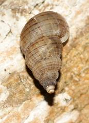 Annulariidae