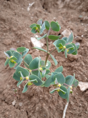 Euphorbia densiuscula