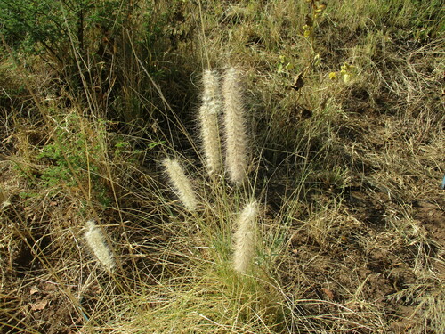 Fountain Grass