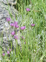 Allium brevistylum