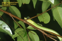 Dendrelaphis formosus