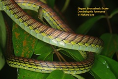 Dendrelaphis formosus