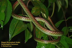 Dendrelaphis formosus