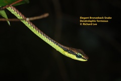 Dendrelaphis formosus