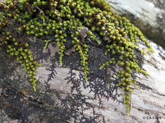 Macromitrium microstomum