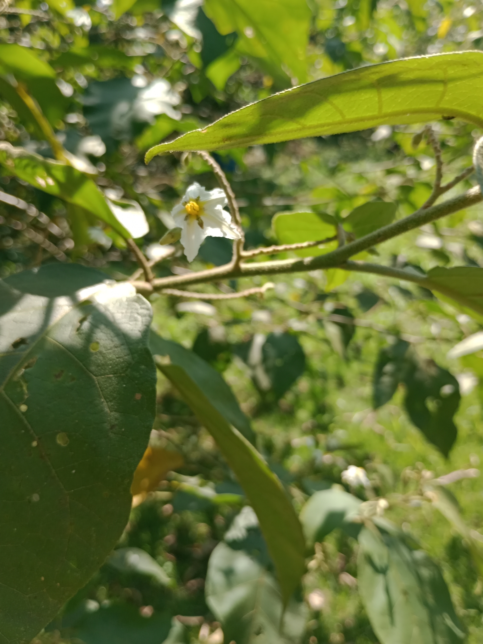 Solanum torvum
