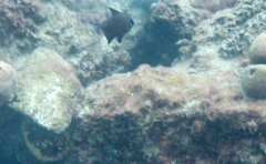 Pempheris multiradiata