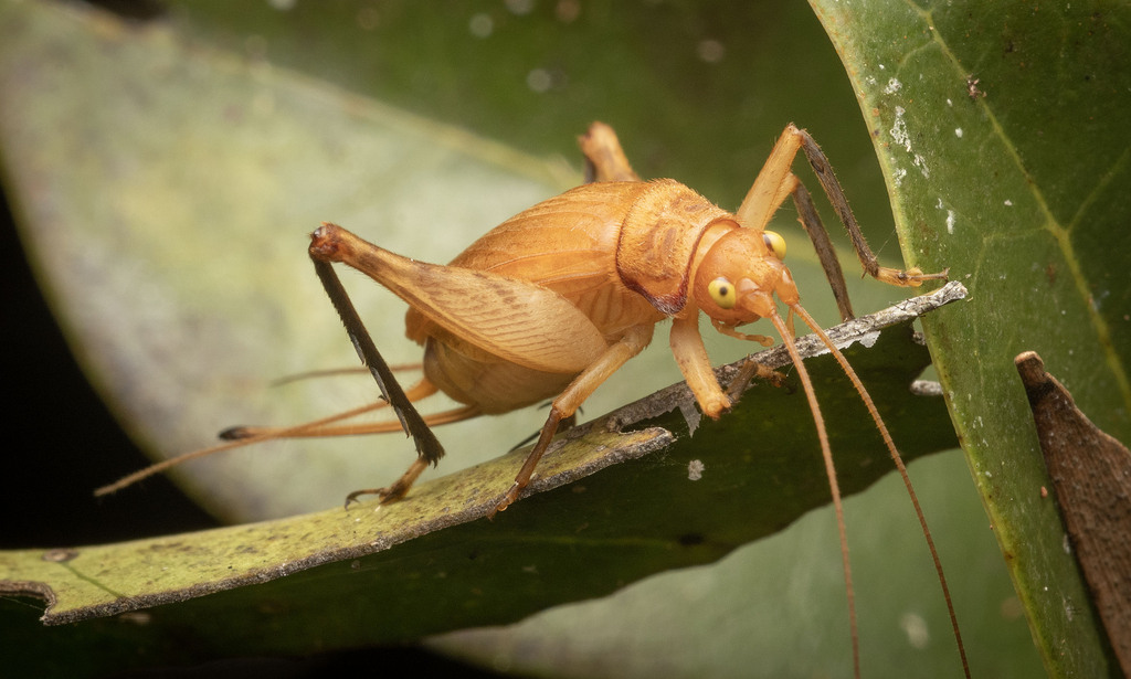 Phaloria anapina