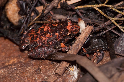 Crinia riparia