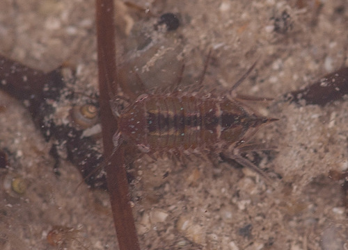Platynympha longicaudata