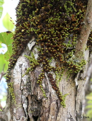 Macromitrium piliferum