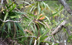 Freycinetia arborea