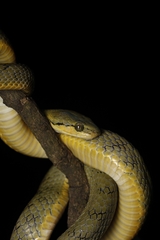 Yellow-Green Cat Snake photo 2