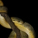 Yellow-green Cat Snake - Photo (c) Chinmay C M, some rights reserved (CC BY-NC), uploaded by Chinmay C M