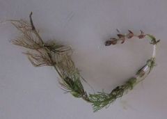 Myriophyllum triphyllum
