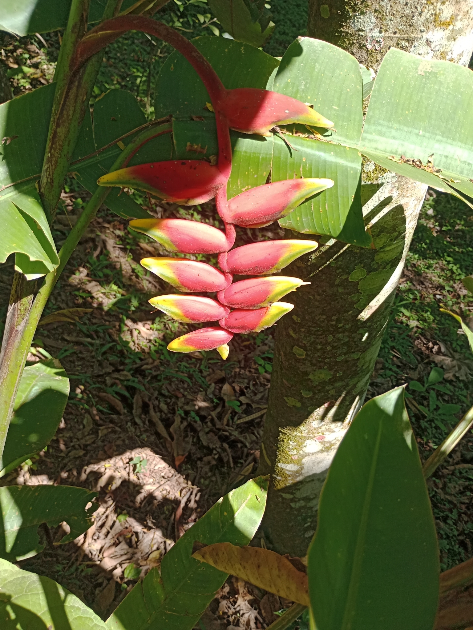 Heliconia rostrata