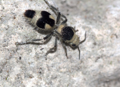 Dasymutilla arachnoides