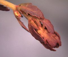 Myriophyllum triphyllum