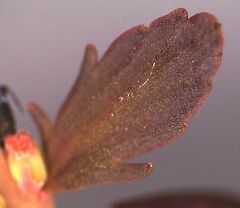 Myriophyllum triphyllum