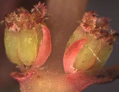 Myriophyllum triphyllum