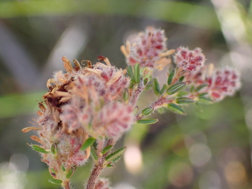Image of Erica similis by no rights reserved