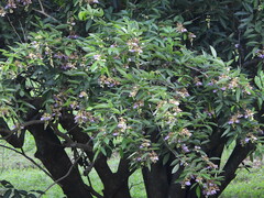 Clitoria fairchildiana image