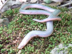 Carphophis vermis