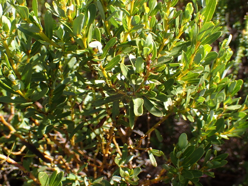 Heidelberg Honeybush (Cyclopia sessiliflora)