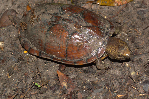 Creaser's Mud Turtle