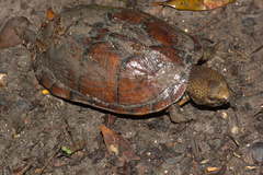 Kinosternon creaseri