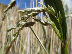 Anthoxanthum redolens