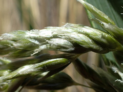 Anthoxanthum redolens