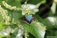 Thorybes egregius egregius