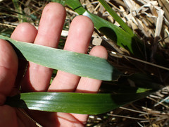 Anthoxanthum redolens