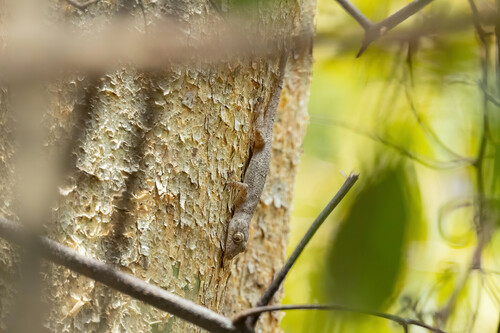 Kaya Gecko, Hemidactylus mrimaensis